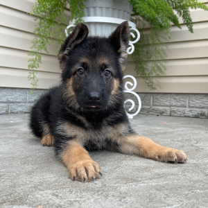 German Shepherd Dog Puppy Chelsea