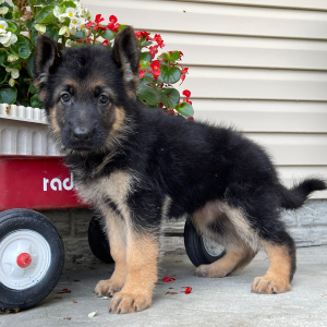German Shepherd Dog Puppy Chelsea