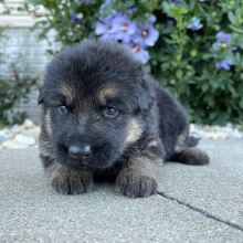 German Shepherd Dog Puppy Darcy