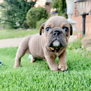 Bulldog Puppy Tuffy