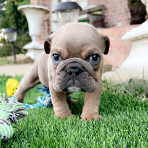 Bulldog Puppy Tuffy