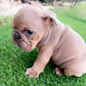 Bulldog Puppy Tuffy
