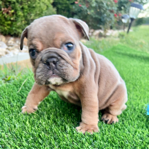 Bulldog Puppy Tuffy