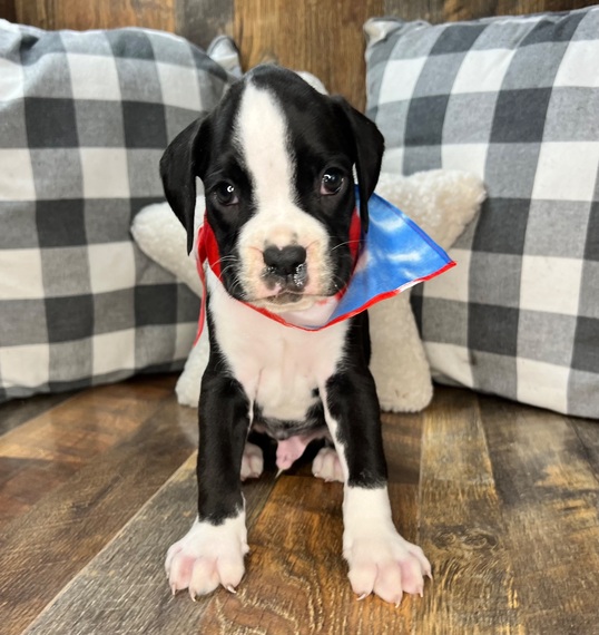 Ring, a Sealed Flashy Brindle Male Boxer Puppy 711514 PuppySpot