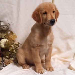 Golden Retriever Puppy Cody