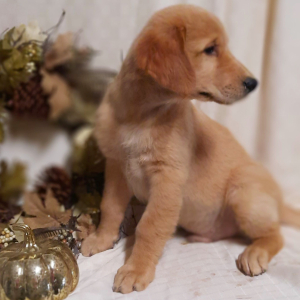 Golden Retriever Puppy Cody