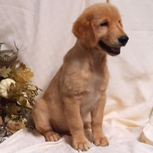 Golden Retriever Puppy Cody