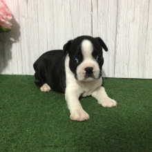Boston Terrier Puppy Savana