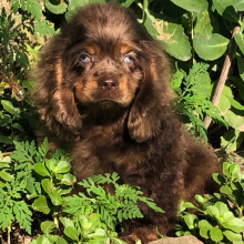 Cocker Spaniel Puppy Jessie