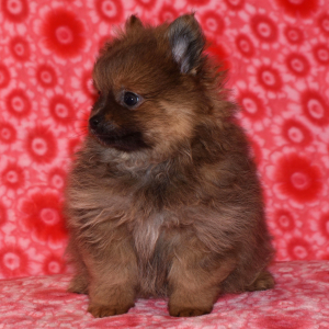 Pomeranian Puppy Niko