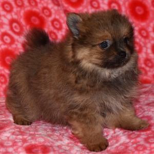 Pomeranian Puppy Niko