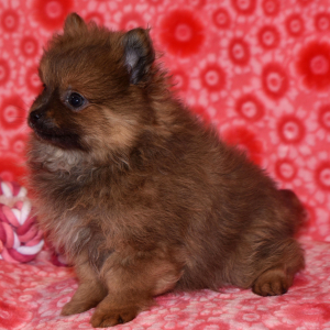 Pomeranian Puppy Niko