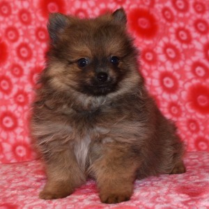 Pomeranian Puppy Niko