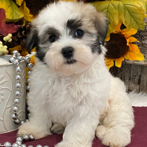 Havanese Puppy Cooper