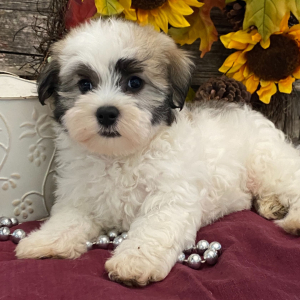 Havanese Puppy Cooper