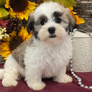 Havanese Puppy Cooper