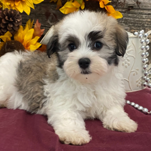Havanese Puppy Cooper
