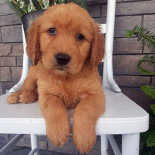 Golden Retriever Puppy Beckett