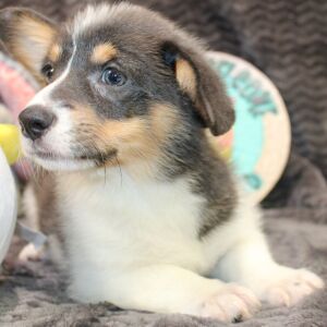 Pembroke Welsh Corgi Puppy Anya