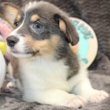 Pembroke Welsh Corgi Puppy Anya