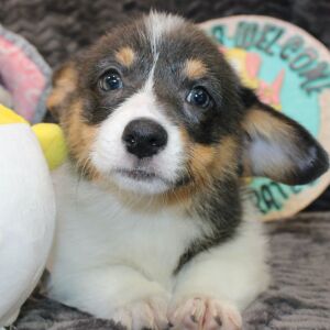 Pembroke Welsh Corgi Puppy Anya