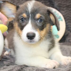 Pembroke Welsh Corgi Puppy Anya