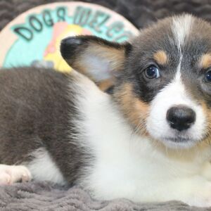 Pembroke Welsh Corgi Puppy Anya