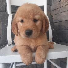 Golden Retriever Puppy Lainey