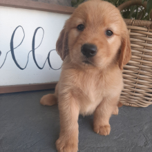 Golden Retriever Puppy Lainey