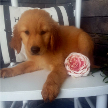 Golden Retriever Puppy Lainey