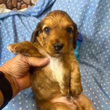 Dachshund Puppy Ranger