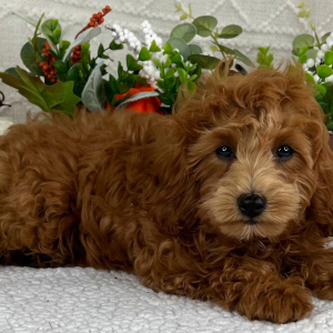Cavapoo Puppy Liam