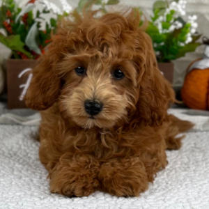 Cavapoo Puppy Liam