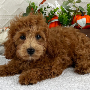Cavapoo Puppy Liam