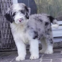 Sheepadoodle Puppy Trisha