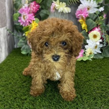 Poodle Puppy Henderson