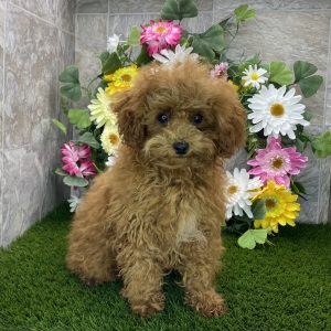 Poodle Puppy Henderson