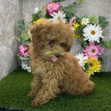 Poodle Puppy Henderson