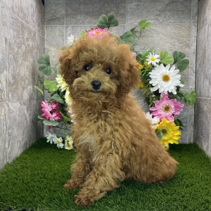 Poodle Puppy Henderson