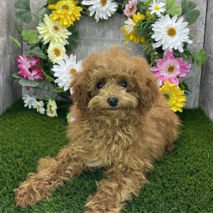 Poodle Puppy Henderson
