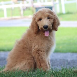 Goldendoodle Puppy Zilas