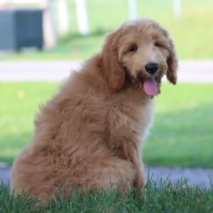 Goldendoodle Puppy Zilas