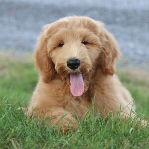 Goldendoodle Puppy Zilas