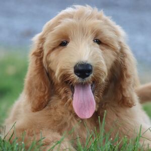 Goldendoodle Puppy Zilas