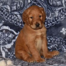 Labradoodle Puppy Rascal