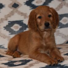 Labradoodle Puppy Rascal