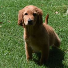 Labradoodle Puppy Rascal