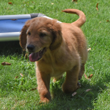 Labradoodle Puppy Rascal