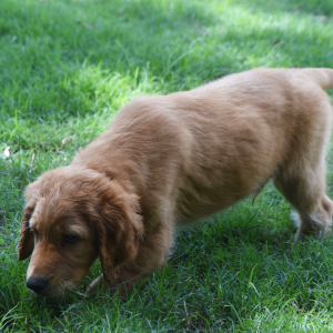 Labradoodle Puppy Rascal