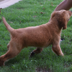 Labradoodle Puppy Rascal